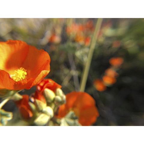 Wildflowers XIV Black Modern Wood Framed Art Print by Popcorn