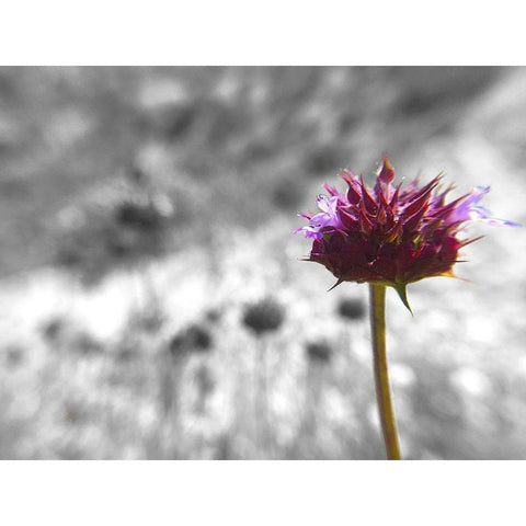 Sage I: BandW White Modern Wood Framed Art Print by Popcorn