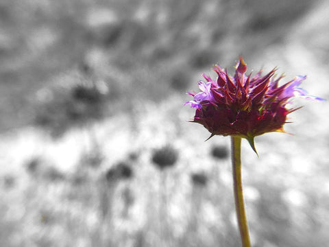 Sage I: BandW White Modern Wood Framed Art Print with Double Matting by Popcorn