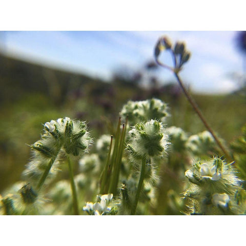 Wildflowers XVI Black Modern Wood Framed Art Print by Popcorn