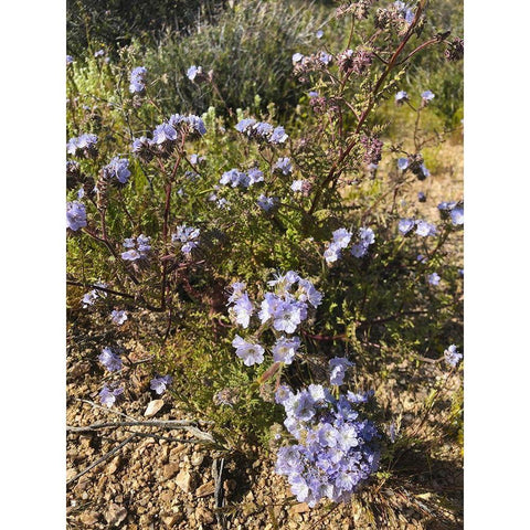 Wildflowers XVII Gold Ornate Wood Framed Art Print with Double Matting by Popcorn