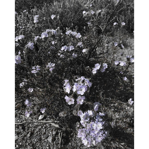 Wildflowers BandW I White Modern Wood Framed Art Print by Popcorn