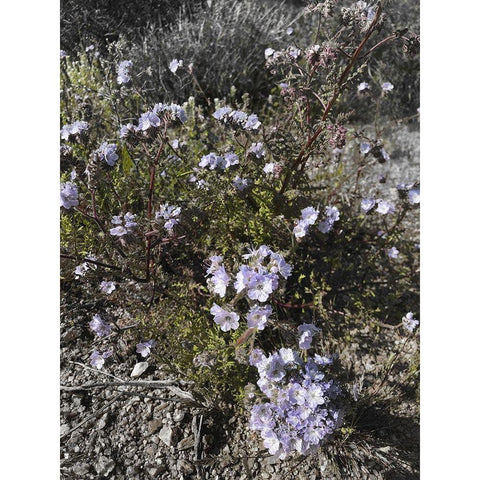 Wildflowers BandW II Black Modern Wood Framed Art Print with Double Matting by Popcorn