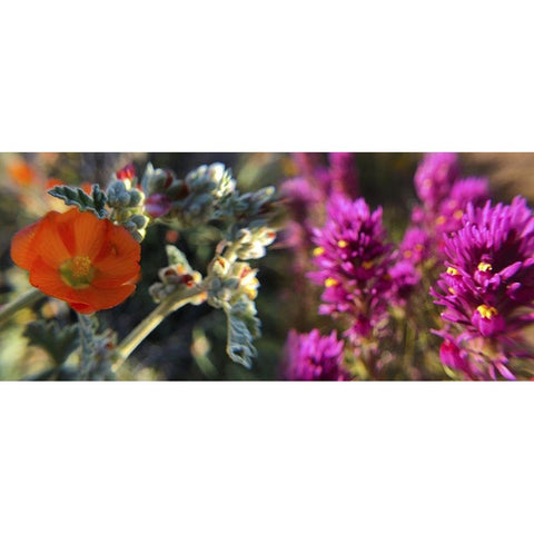 Wildflowers XIII, Collage White Modern Wood Framed Art Print by Popcorn