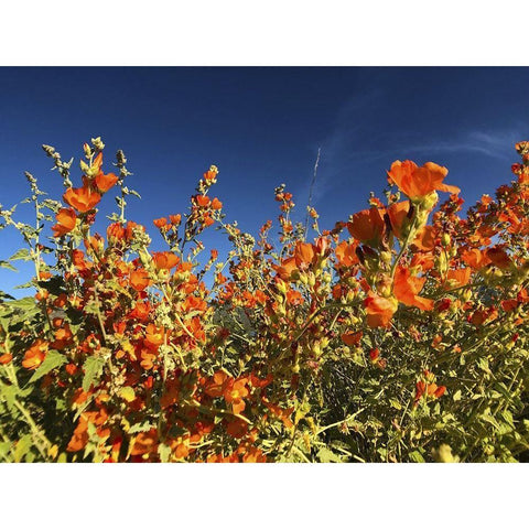 Wildflowers XXII White Modern Wood Framed Art Print by Popcorn