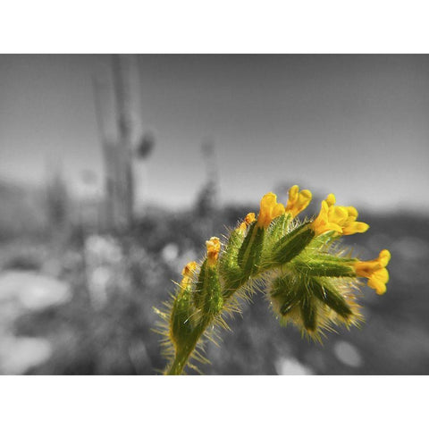 Wildflowers XXVI Black Modern Wood Framed Art Print by Popcorn