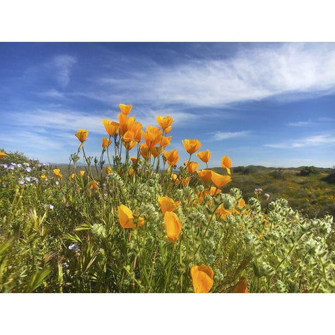 Wildflowers XXVII White Modern Wood Framed Art Print by Popcorn