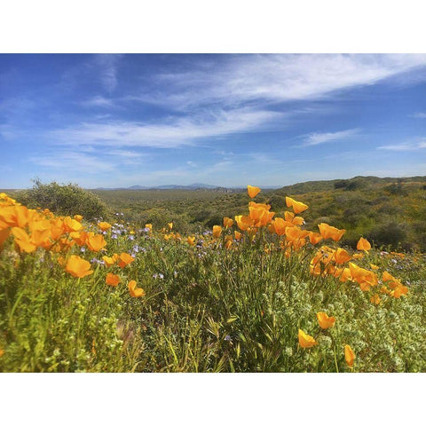 Wildflowers XXVIII White Modern Wood Framed Art Print by Popcorn