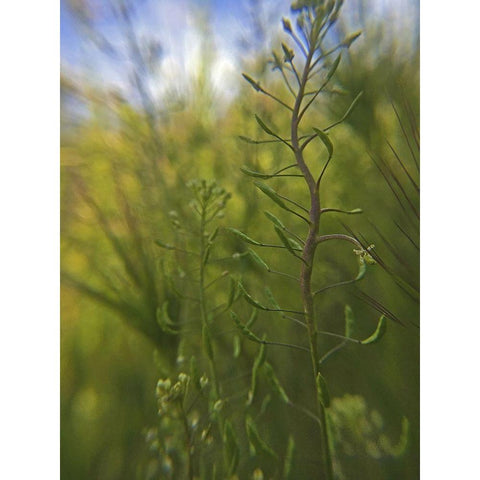Wildflowers Macro I White Modern Wood Framed Art Print by Popcorn