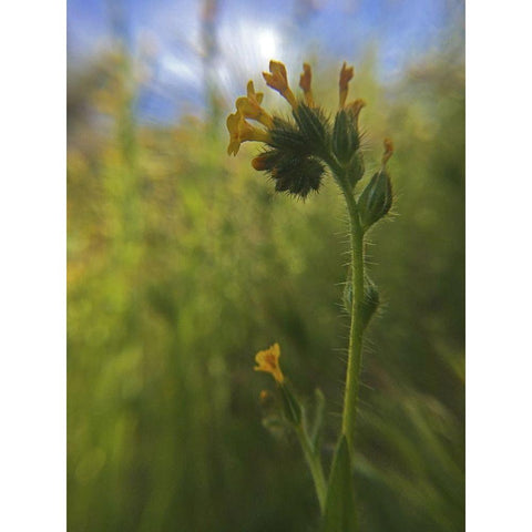 Wildflowers Macro II White Modern Wood Framed Art Print by Popcorn