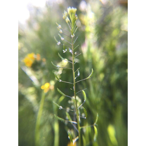 Wildflowers Macro III Gold Ornate Wood Framed Art Print with Double Matting by Popcorn