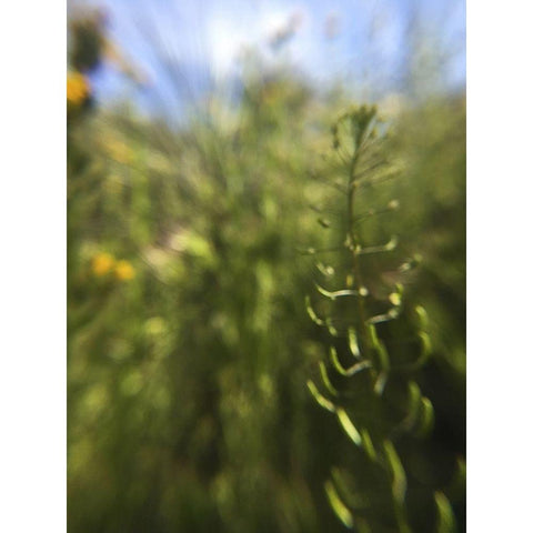 Wildflowers Macro IV White Modern Wood Framed Art Print by Popcorn