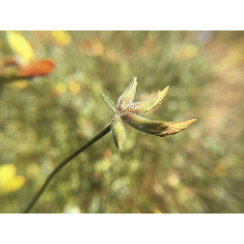Wildflowers XXXI White Modern Wood Framed Art Print by Popcorn