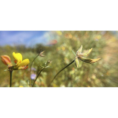 Wildflowers XXXII White Modern Wood Framed Art Print by Popcorn