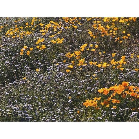 Wildflowers XXVII White Modern Wood Framed Art Print by Popcorn