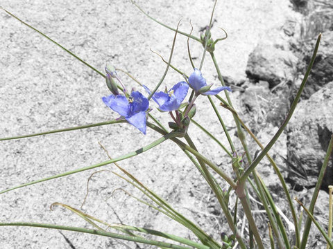 Wildflowers Collage I Black Ornate Wood Framed Art Print with Double Matting by Popcorn