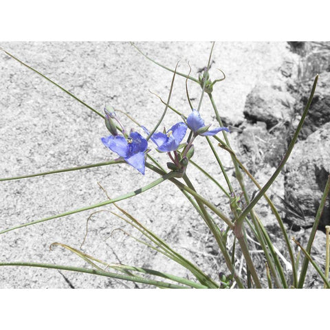 Wildflowers Collage I Black Modern Wood Framed Art Print by Popcorn