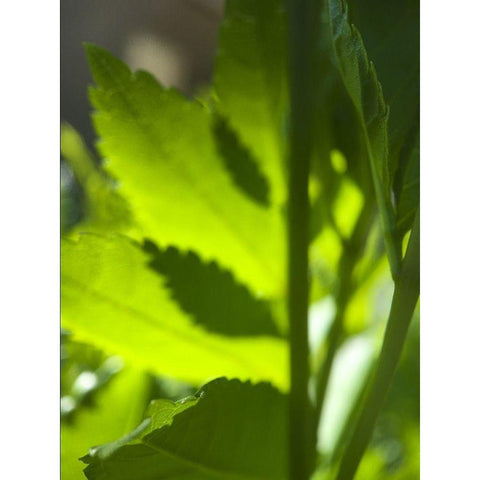 Among Leaves II Black Modern Wood Framed Art Print with Double Matting by Popcorn