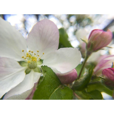 Apple Blossoms I Gold Ornate Wood Framed Art Print with Double Matting by Popcorn