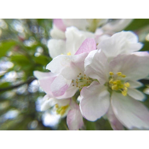 Apple Blossoms II Black Modern Wood Framed Art Print with Double Matting by Popcorn