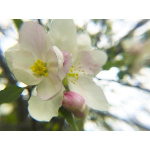 Apple Blossoms III Black Modern Wood Framed Art Print with Double Matting by Popcorn