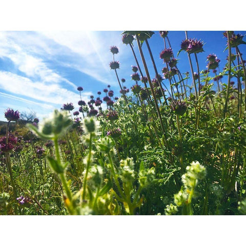 Wildflowers XXXIV Gold Ornate Wood Framed Art Print with Double Matting by Popcorn