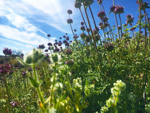 Wildflowers XXXIV Black Ornate Wood Framed Art Print with Double Matting by Popcorn