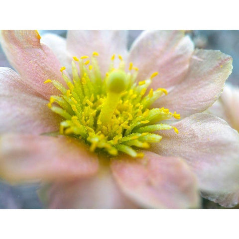 Cactus Flower I Black Modern Wood Framed Art Print by Popcorn