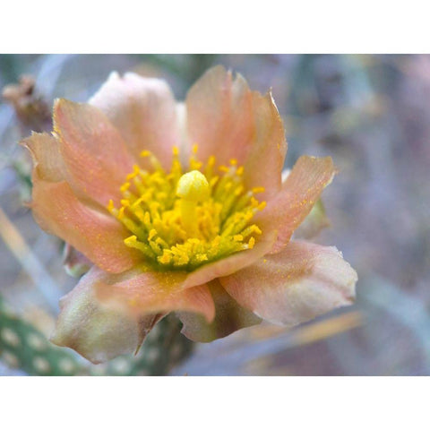 Cactus Flower II Gold Ornate Wood Framed Art Print with Double Matting by Popcorn