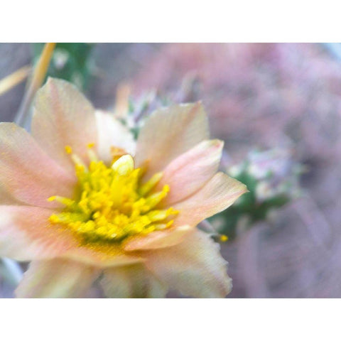 Cactus Flower III Black Modern Wood Framed Art Print by Popcorn