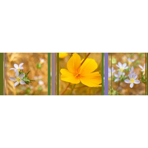 Wildflowers Collage VI Black Modern Wood Framed Art Print by Popcorn