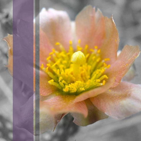 Cactus Flower BandW I A Black Modern Wood Framed Art Print with Double Matting by Popcorn