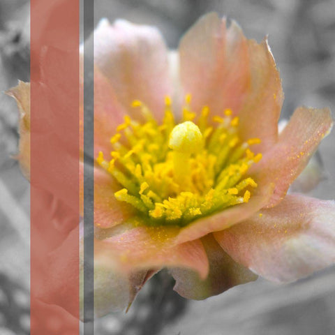 Cactus Flower BandW I B White Modern Wood Framed Art Print with Double Matting by Popcorn