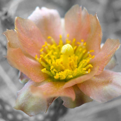 Cactus Flower BandW I Gold Ornate Wood Framed Art Print with Double Matting by Popcorn