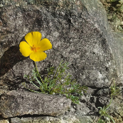 Poppy  White Modern Wood Framed Art Print with Double Matting by Popcorn