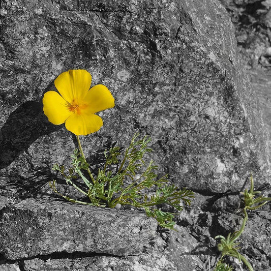 Image Only