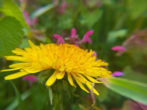 Dandelion White Modern Wood Framed Art Print with Double Matting by Popcorn