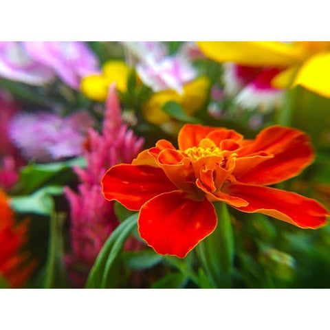 Garden Flowers White Modern Wood Framed Art Print by Popcorn