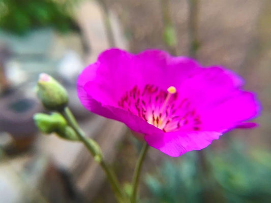 Image Only