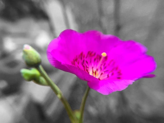 Image Only