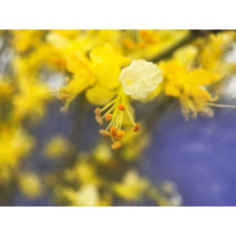 Tree In Bloom I Black Modern Wood Framed Art Print by Popcorn