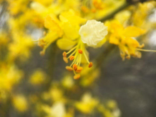 Image Only