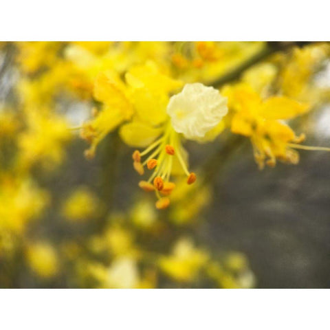 Tree In Bloom II Black Modern Wood Framed Art Print by Popcorn