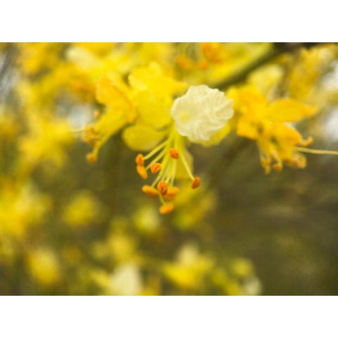 Tree In Bloom III Black Modern Wood Framed Art Print by Popcorn