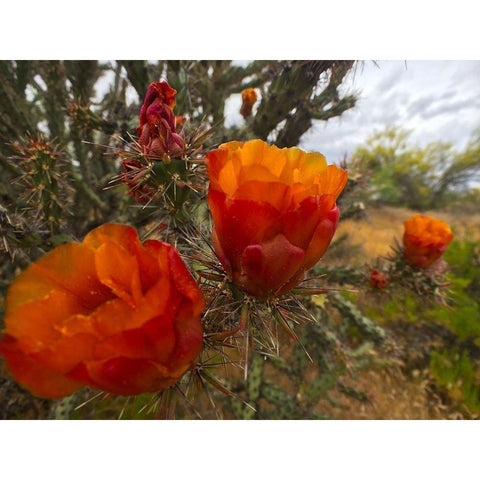 Cholla Bloom VIII Gold Ornate Wood Framed Art Print with Double Matting by Popcorn