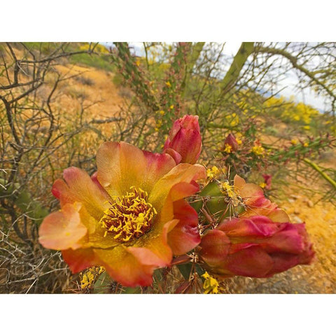 Cholla Bloom IX Black Modern Wood Framed Art Print with Double Matting by Popcorn