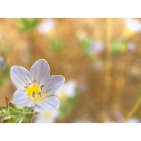 Purple Flower II Black Modern Wood Framed Art Print by Popcorn