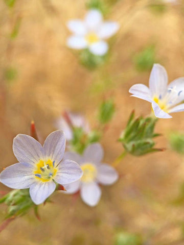 Purple Flower III Black Ornate Wood Framed Art Print with Double Matting by Popcorn