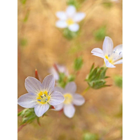 Purple Flower III Black Modern Wood Framed Art Print by Popcorn