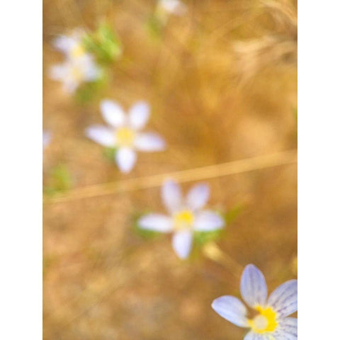 Purple Flower IV Black Modern Wood Framed Art Print with Double Matting by Popcorn